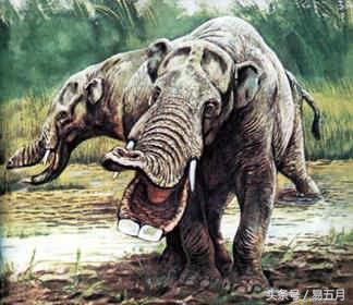 史前象科:大家伙们成为了早期人类的肉类仓库