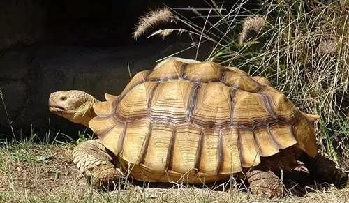 陆龟为什么不喜欢爬箱,陆龟为什么不好养活