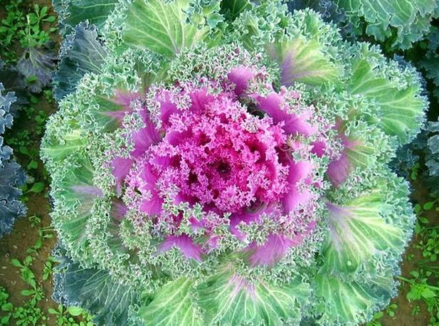 羽衣甘蓝花语图片大全,羽衣甘蓝的花语