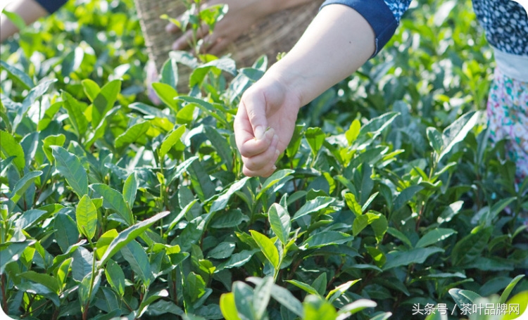 中国名茶六安瓜片得名是因为,中国历史名茶六安瓜片贡茶