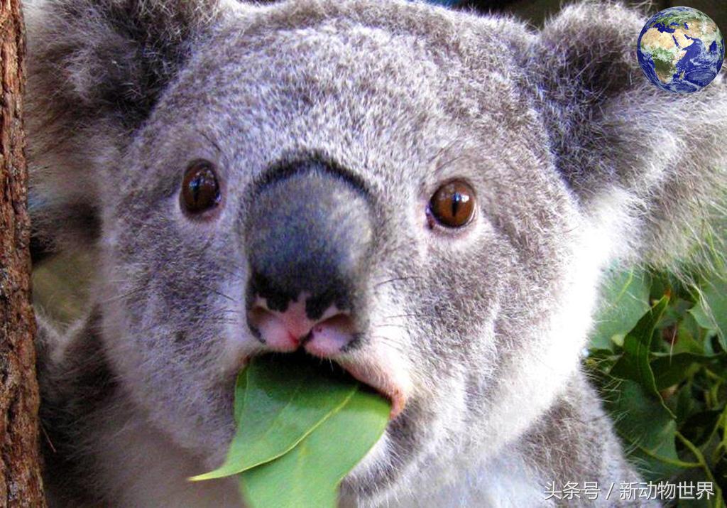 树袋熊其实不是熊的后一句,树袋熊是熊类还是鼠类