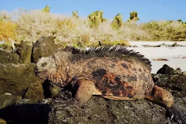 这才是旅行的样子，从亚洲至南美洲，他比我们多了点勇气和决心