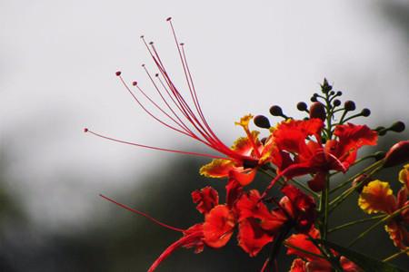 凤凰木树栽培技术,凤凰木栽培技术要点是什么