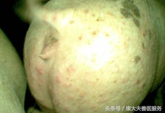 猪红皮病治疗,育肥猪皮炎是什么引起的怎么治疗