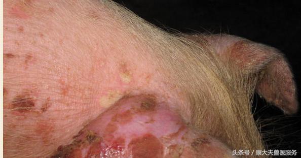 猪红皮病治疗,育肥猪皮炎是什么引起的怎么治疗