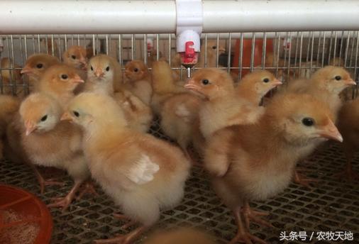 养鸡问答大全,养鸡问题精解版