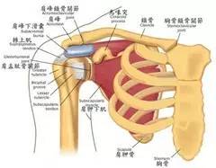 预防50岁肩膀疼,五十肩吃什么消炎效果好
