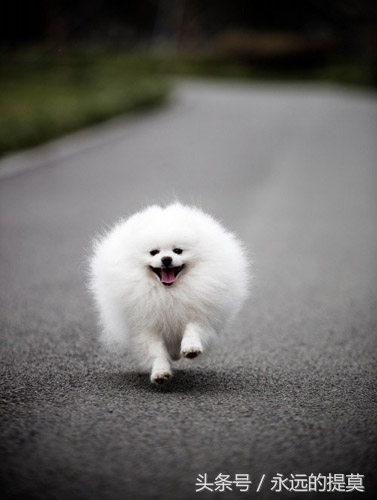 博美犬到底有多可爱,博美犬真可爱