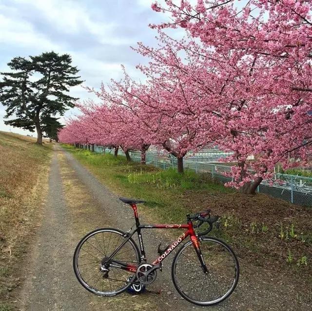 不去看樱花去看海,不去看樱花看西府海棠