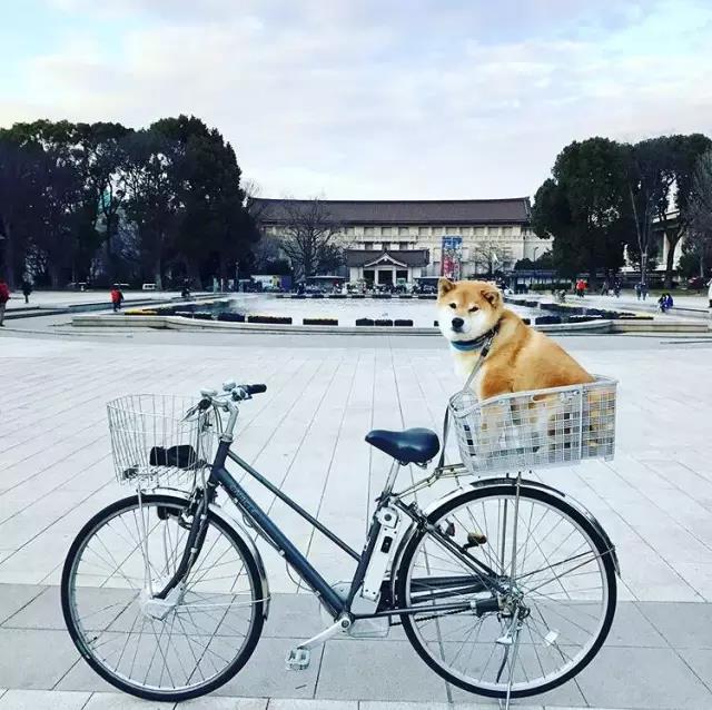 不去看樱花去看海,不去看樱花看西府海棠