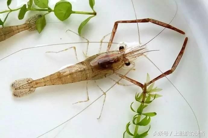 罗氏虾与澳洲小龙虾的区别,罗氏虾和基围虾区别哪个好