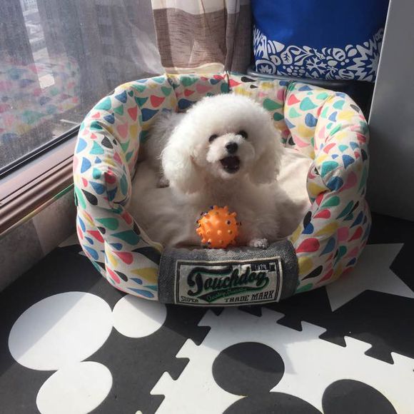 泰迪超过三个月,泰迪超过预产期没生怎么办