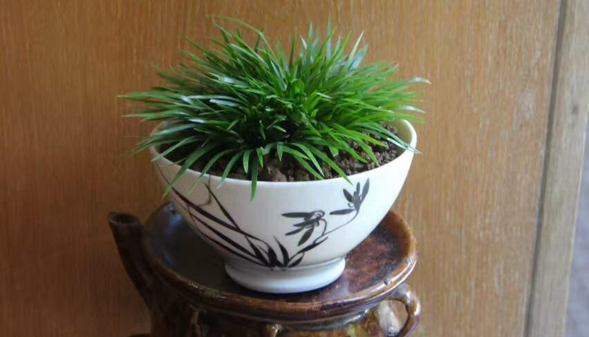 金钱菖蒲什么香味,从化金钱菖蒲