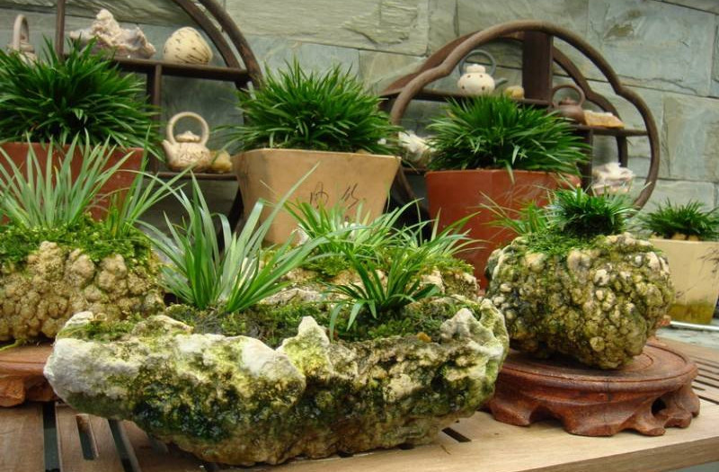 金钱菖蒲什么香味,从化金钱菖蒲