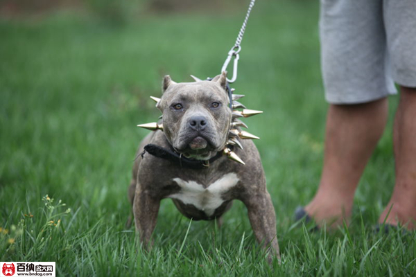 魔兽源犬舍“布兰妮”三岁震撼气质成就犬界恢弘传奇！