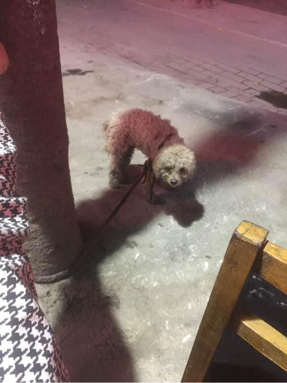 女子晒了自己养的泰迪，网友们炸开了锅，你这还不如去养猪呢