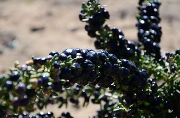 农民要致富必须发展什么,黑枸杞种植基地