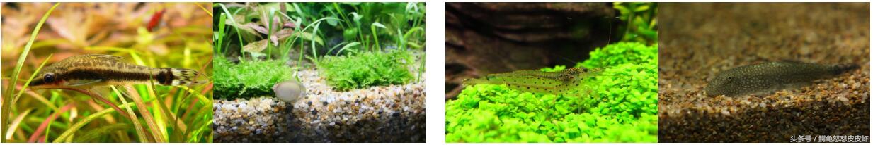 鱼缸刮伤怎么修复,鱼缸底如何防刮伤