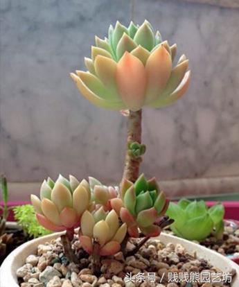 新手对多肉的忠告,多肉新手入门感受