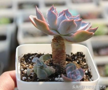 新手对多肉的忠告,多肉新手入门感受