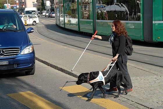 拥有导盲犬的人都是完全看不见吗,和主人不离不弃的导盲犬