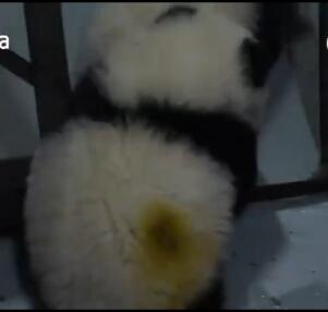 中国十大最火的外国网红,抖音百万网红姐弟抱大腿