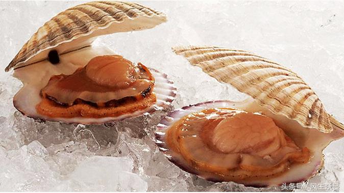 扇贝回归,扇贝跑路獐子岛