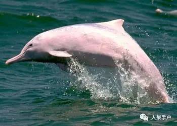 熊猫还是中国一级保护动物吗,秦金丝猴是国家一级保护动物