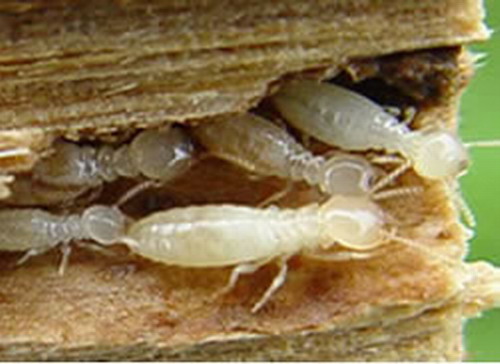 白蚁咬人危害多大,白蚁诱导盒的危害