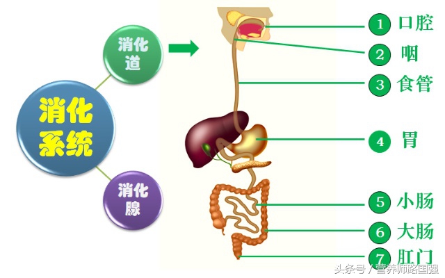 孩子胃胀不消化吃了吐怎么办,中医怎么看胃胀不爱吃饭