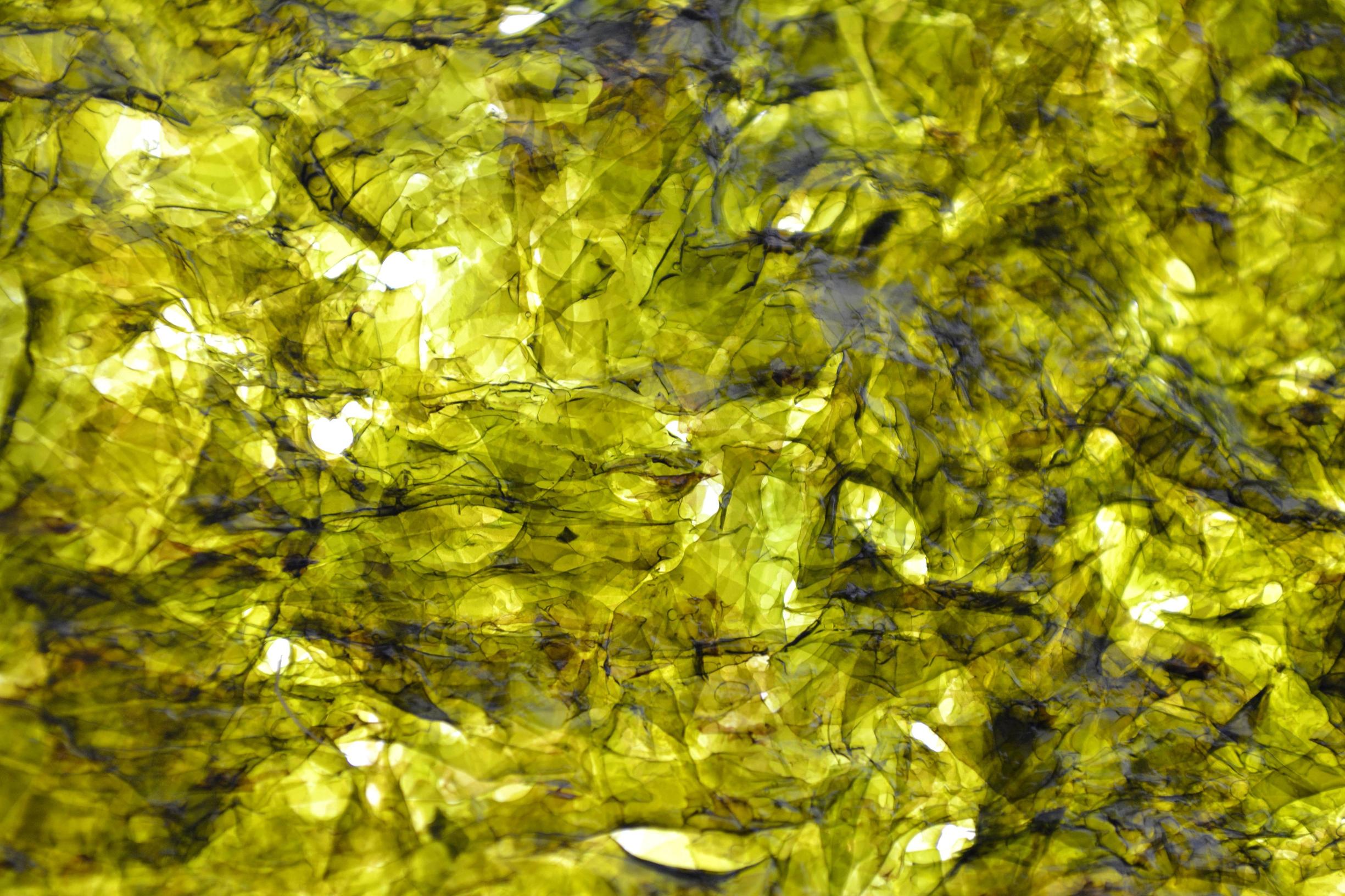 塑料紫菜是真的吗,紫菜造假谣言