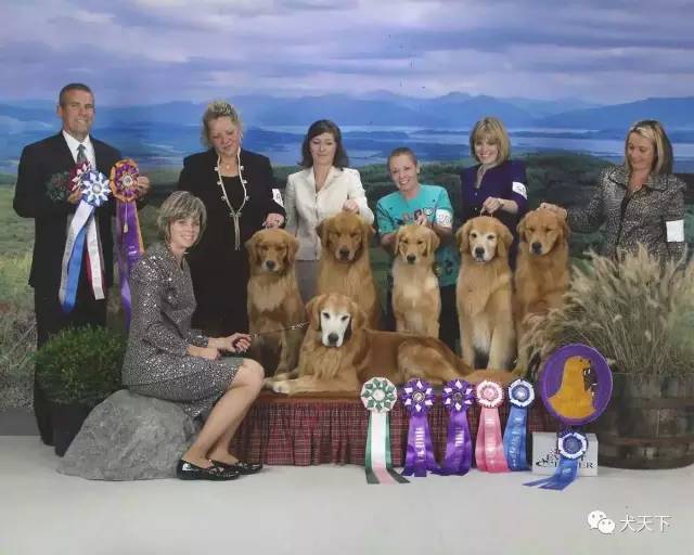 殿堂人物:采访美国金毛领军人物—TonyaStruble