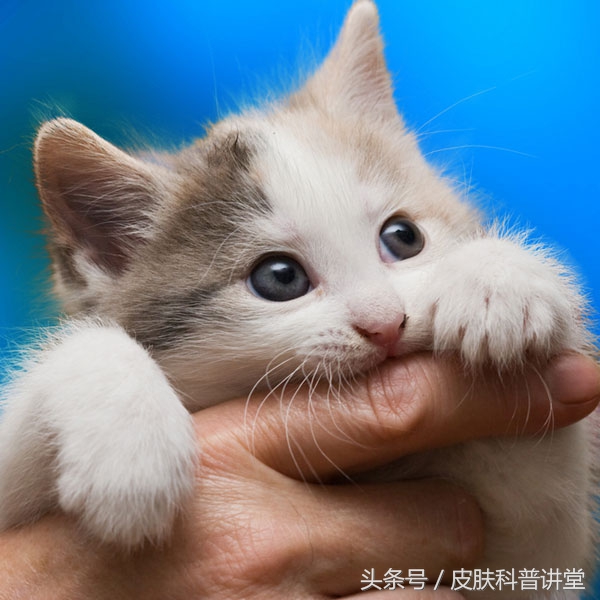 有没有被猫抓过，那你可要留意一下这个皮肤病了，猫抓病