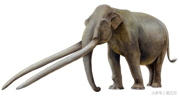 史前象科:大家伙们成为了早期人类的肉类仓库