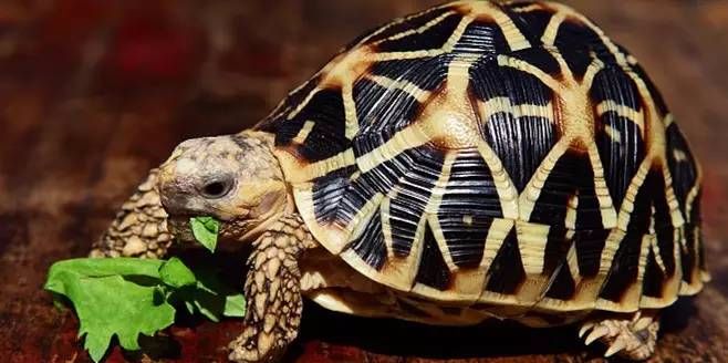 陆龟为什么不喜欢爬箱,陆龟为什么不好养活