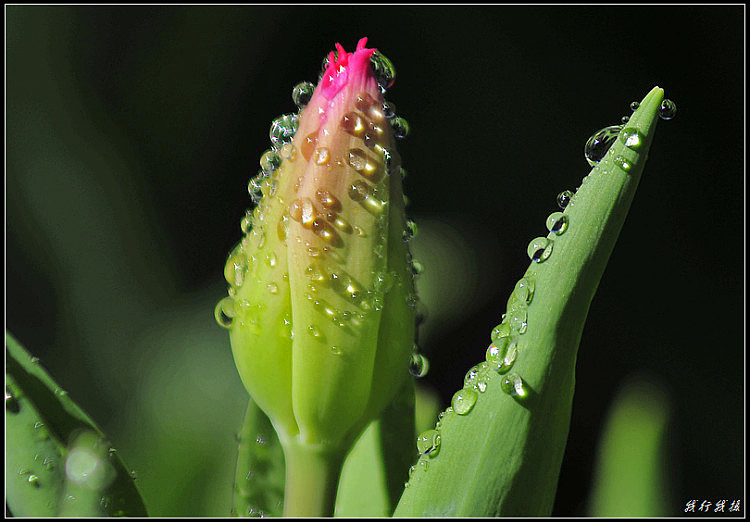 郁金香花卉摆放,郁金香花卉基地