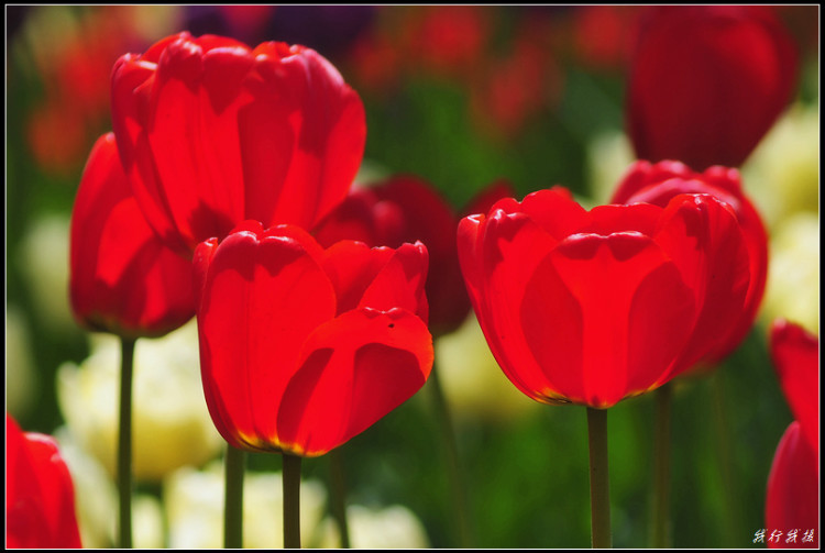 郁金香花卉摆放,郁金香花卉基地
