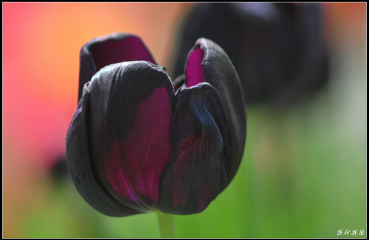 郁金香花卉摆放,郁金香花卉基地