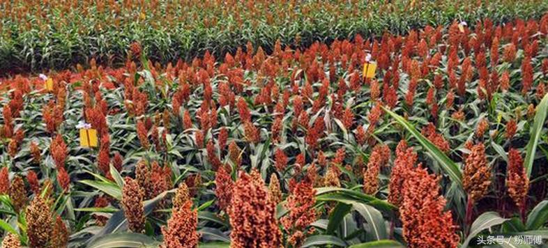 高粱米减肥怎么吃,高粱米加什么减肥