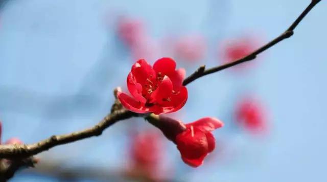 成都海棠花景区,西南最大的海棠花基地在哪里