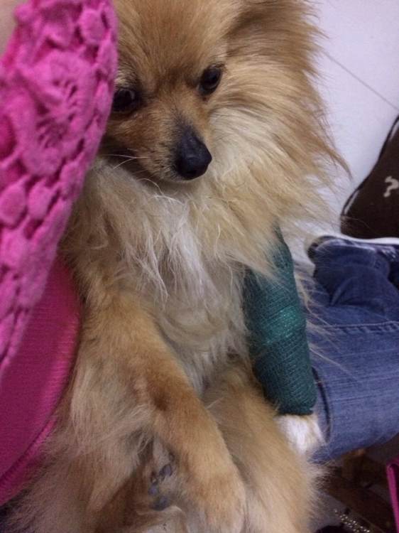 小博美半夜在阳台疯,一下没刹住车从三楼一跃而下摔成重伤,心疼