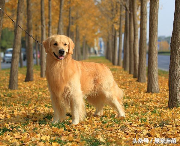 狗狗意外受孕怎么处理,狗狗备孕检查注意事项