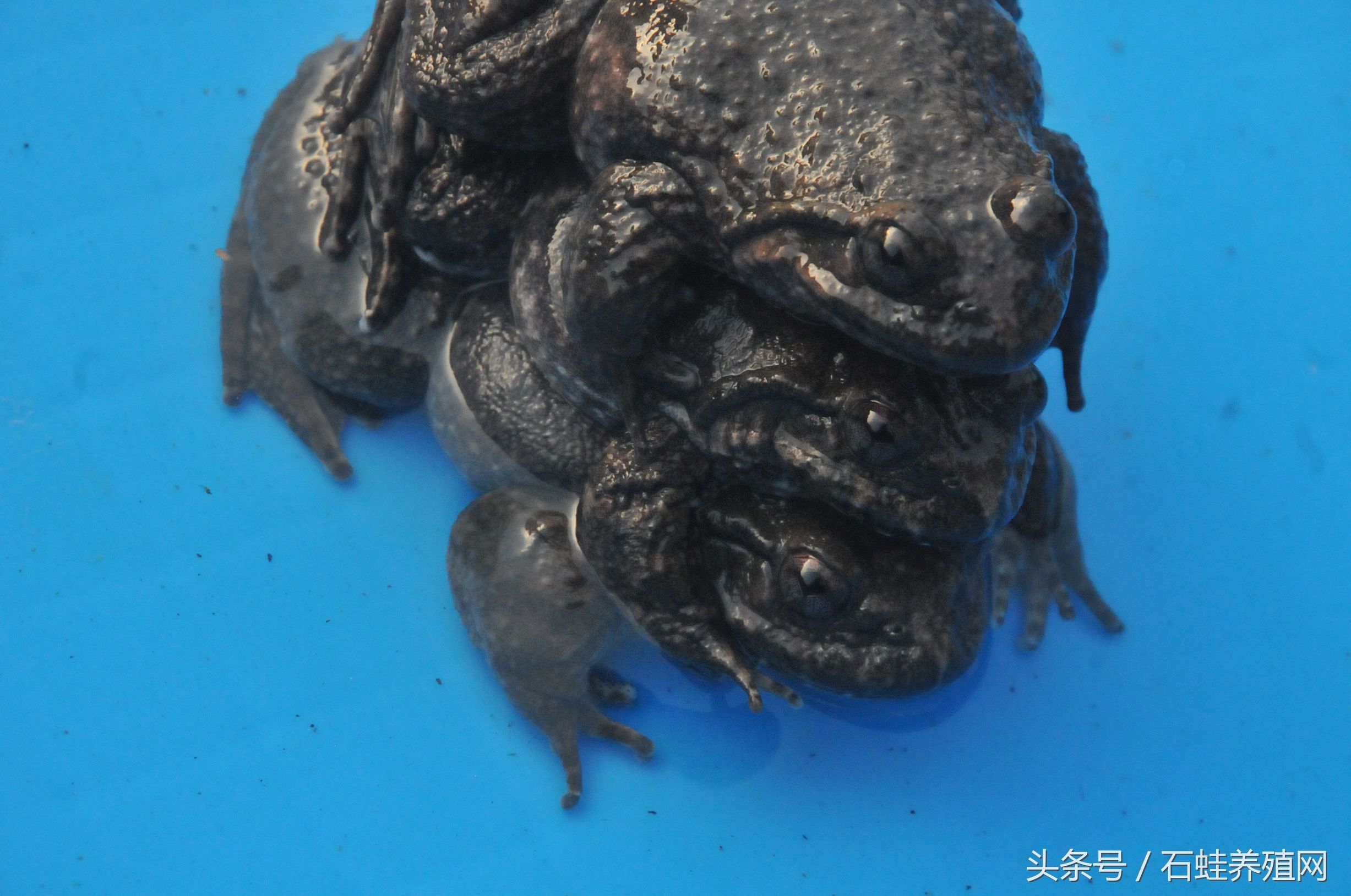 石蛙适合养殖海拔高度,石蛙养殖海拔多少最好