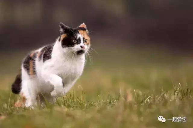 本土猫有哪几种,中国本土猫品种有哪些