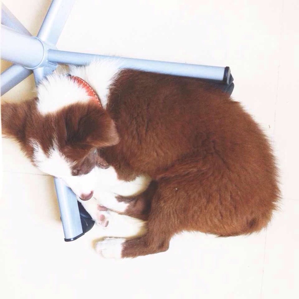 边牧这种狗到底有多聪明,边牧的智商真的有6-8岁那么高吗