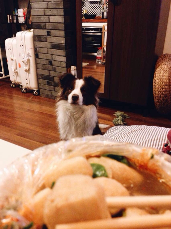 边牧这种狗到底有多聪明,边牧的智商真的有6-8岁那么高吗