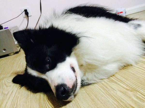 边牧这种狗到底有多聪明,边牧的智商真的有6-8岁那么高吗