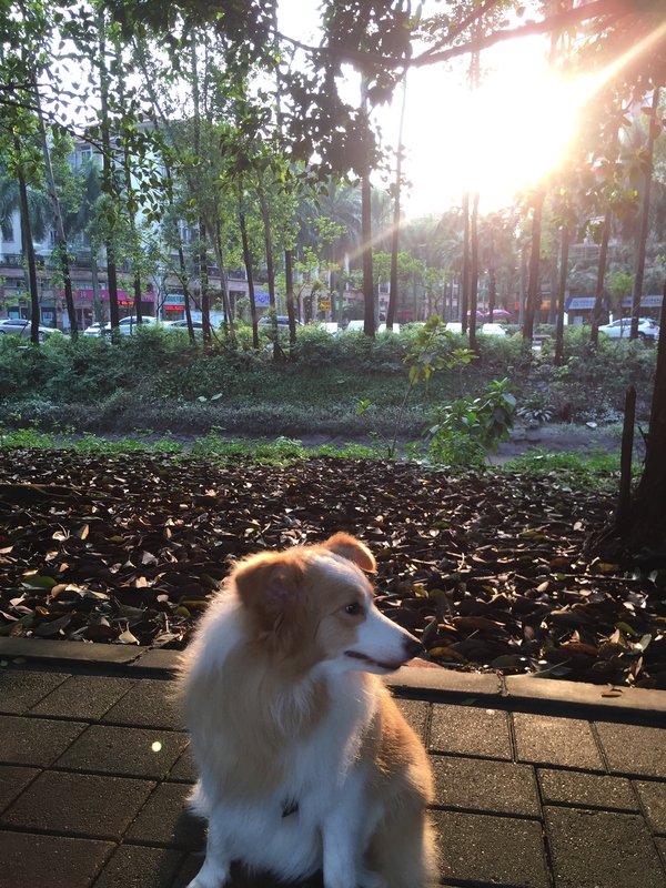 边牧这种狗到底有多聪明,边牧的智商真的有6-8岁那么高吗