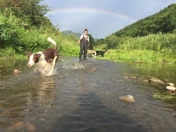 边牧这种狗到底有多聪明,边牧的智商真的有6-8岁那么高吗