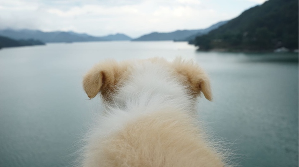 边牧这种狗到底有多聪明,边牧的智商真的有6-8岁那么高吗